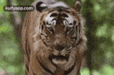 Bengal Tiger.Gif GIF - Bengal Tiger Tiger Puli GIFs