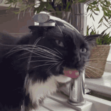 Thirsty Cat GIF