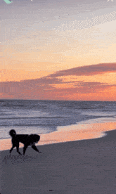 Dogs Images Sunset GIF - Dogs Images Sunset Beach Day GIFs