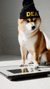 a dog wearing a hat that says dea sits on a tablet