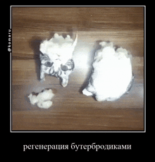 a picture of a cat 's skeleton on a wooden table with a caption in a foreign language