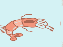 Party Shrimp GIF