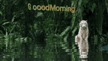 Good Morning Tiger GIF - Good Morning Tiger Water GIFs