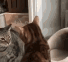 Punch Cat GIF - Punch Cat Cats GIFs