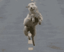 funny sheep dance