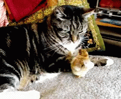 Cute Animals Cats GIF - Cute Animals Cats Kittens - Discover
