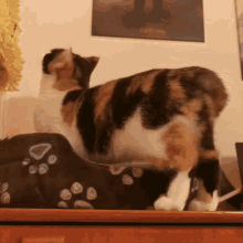 Elegance Cat GIF - Elegance Cat Klutz GIFs