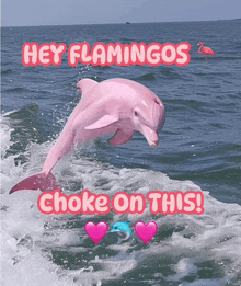 Dolphin Pink Dolphin GIF