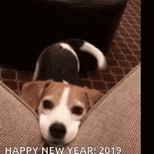 Happy New Year2019 Dog GIF