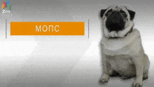 a pug dog sitting in front of a zoo misto sign