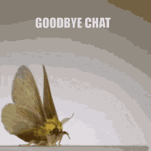 moth goodbye chat cute rosy maple moth dryocampa rubicunda