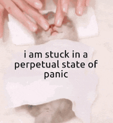 Perpetual State Of Panic Aaaaa Cat GIF - Perpetual State Of Panic Aaaaa Cat Massage Cat GIFs