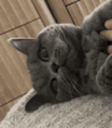 Muffin Cat GIF - Muffin Cat GIFs