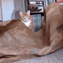 Surprised Cat GIF - Surprised Cat Mind Blown GIFs