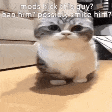 Mods Cat GIF - Mods Cat Funny GIFs