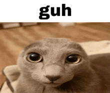 a close up of a cat 's face with the word guh above it