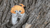 a hamster with a wig on its head looks out of a tree