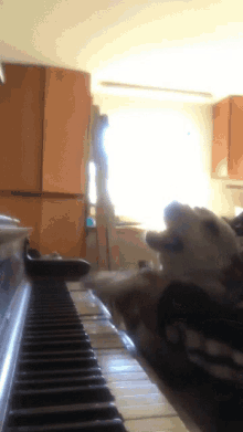 Piano Dog GIF