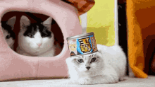 Don'T Even Front! GIF - Cat Tin Can Hat GIFs
