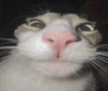 a cat with a pink nose is looking at the camera .
