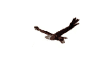 eagle flying eagle freedom usa graphic design