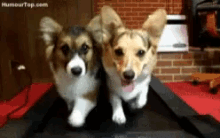Dogs Cute Animals GIF - Dogs Cute Animals Funny Animals GIFs