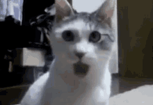 Kucing Kaget GIF - Beneran Kucing Kaget GIFs