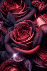 a close up of a bunch of red roses with purple leaves
