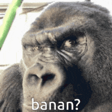 Gorilla Banana GIF - Gorilla Banana GIFs
