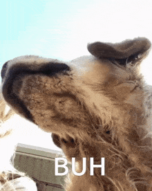 a close up of a dog 's face with the words " buh " on the bottom