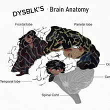 a diagram of dysblk 's brain anatomy showing the frontal lobe parietal lobe and temporal lobe
