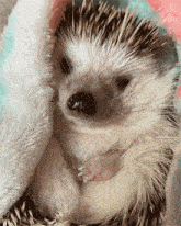 Fett4hire Pudgy Hedgehog Adventures GIF