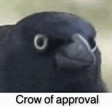 Crow Approve GIF - Crow Approve GIFs