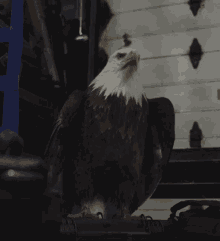 Peacemaker Eagle GIF