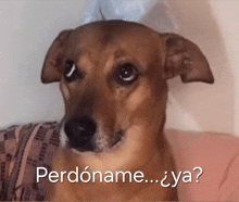 a brown dog is looking at the camera with the words " perdoname ... ya " behind it