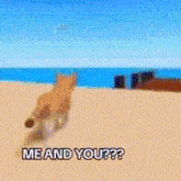 a cat is running on a beach with the words me and you on the bottom