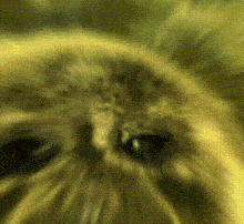 a close up of a cat 's face with yellow dots on it