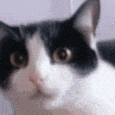 кошка удивлена смешные коты GIF