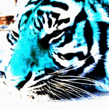 Love Big Blue Tigers GIF