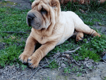 Buda Gudas Dog GIF - Buda Gudas Dog Doggo GIFs