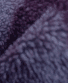 a close up of a purple blanket with a blurred background