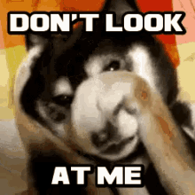 Dont Look At Me Dog GIF - Dont Look At Me Dog Funny Animals GIFs
