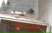 a bird in a cage next to a wooden cage with arabic writing