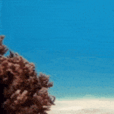 Inconspicuous Octopus Going For A Walk GIF - Inconspicuous Octopus Going For A Walk Octopus GIFs