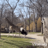 The Giraffe Kicks Out At The Ostrich Viralhog GIF - The Giraffe Kicks Out At The Ostrich Viralhog Giraffe Strikes Out At The Ostrich GIFs