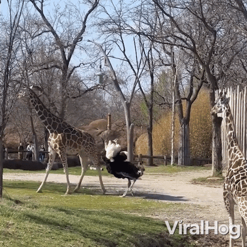 giraffes kicking