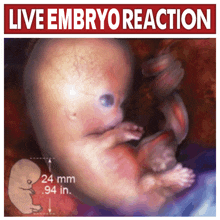 a picture of an embryo with the words live embryo reaction