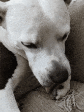 Dog Pitbull GIF