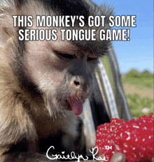 Monkey Capuchin GIF - Monkey Capuchin Cute GIFs