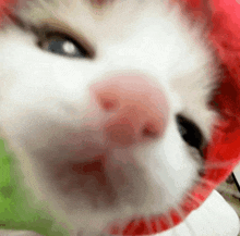 a close up of a cat 's face with a red collar